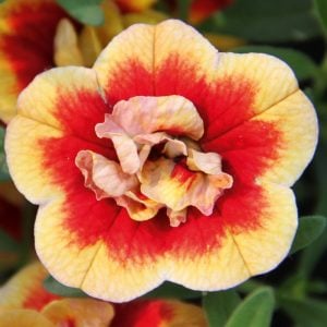 Katlı sarı kırmızı sarkan calibrachoa fidesi double sunset bicolor