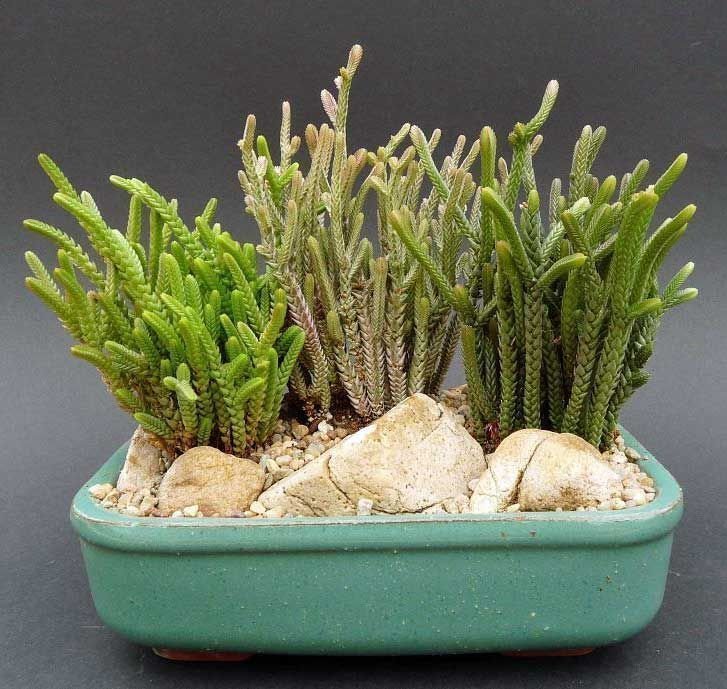 Crassula muscosa lycopodioides prenses çamı sukulent