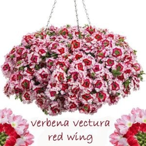 Red wing sarkan yer minesi çiçeği fidesi verbena