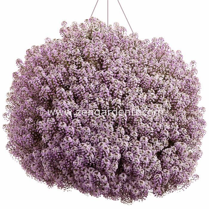 Pembe lobularia tohumu alyssum harikalar diyarı serisi