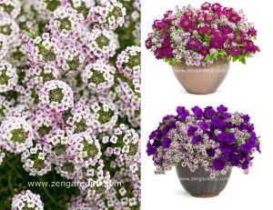 Pembe lobularia tohumu alyssum harikalar diyarı serisi