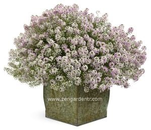 Pembe lobularia tohumu alyssum harikalar diyarı serisi