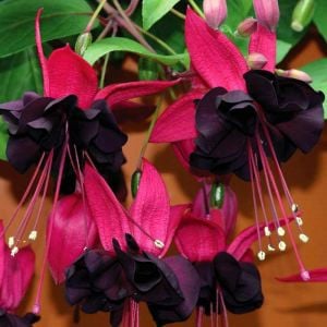 Siyah küpeli çiçeği fidesi blacky fuchsia sarkan XXL dev katmerli