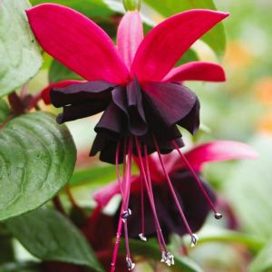 Siyah küpeli çiçeği fidesi blacky fuchsia sarkan XXL dev katmerli