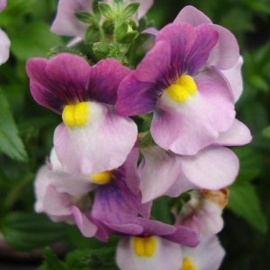 Kokulu çift renk nemezya çiçeği fidesi mareto magenta bicolor