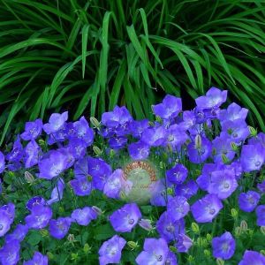 Campanula carpatica tohumu tussock bellflower çan çiçeği kampanula