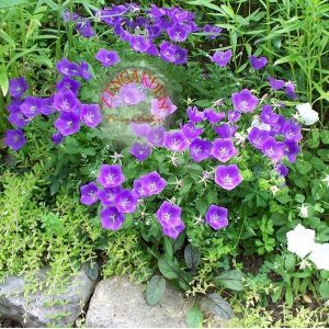 Campanula carpatica tohumu tussock bellflower çan çiçeği kampanula