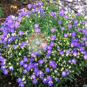 Campanula carpatica tohumu tussock bellflower çan çiçeği kampanula