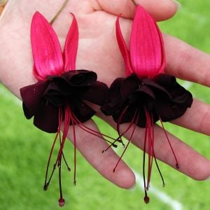 Siyah küpeli çiçeği fidesi blacky fuchsia sarkan XXL dev katmerli