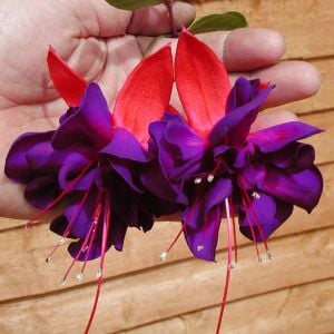 Vodoo küpeli çiçeği fidesi kırmızı mor XXL büyük katmerli çiçekli
