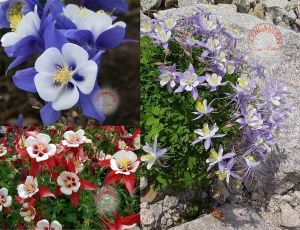 Bodur haseki küpesi tohumu karışımı columbine aquilegia vulgaris