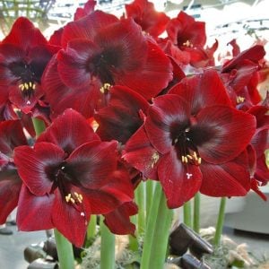 Carmen amaryllis güzel hatun çiçeği saksıda fidesi