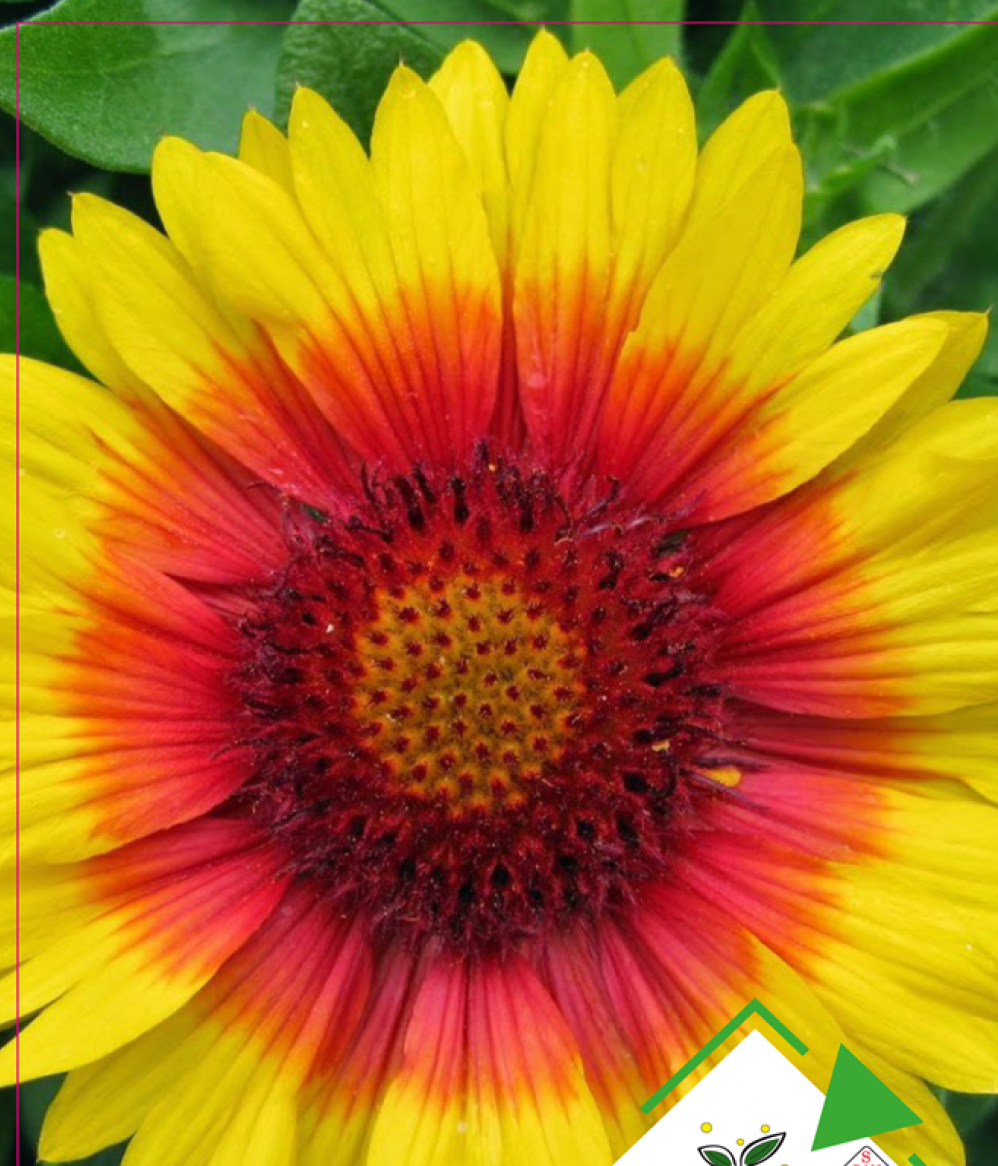 Ay Yıldız Çiçeği Tohumu 25 Adet