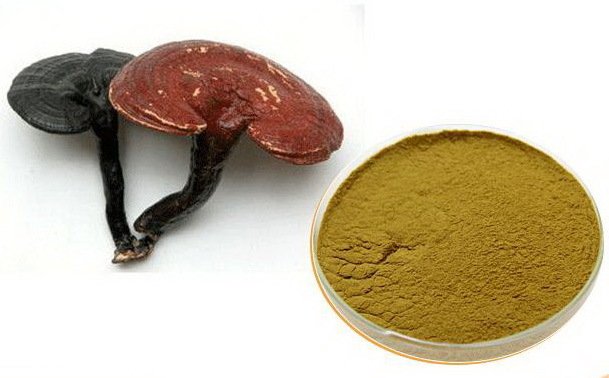 Reishi Mantarı Ganoderma Tozu Ekstraktı 50 Gr