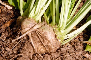 Şeker Pancarı Tohumu