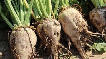 Şeker Pancarı Tohumu