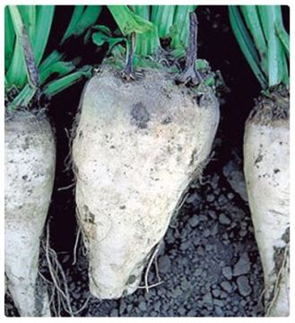 Şeker Pancarı Tohumu