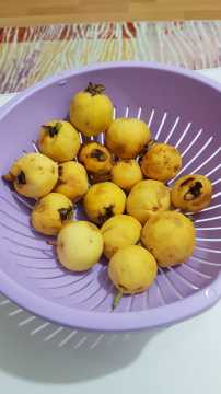 Guava Tohumu 10 Adet