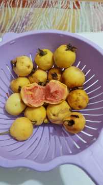 Guava Tohumu 10 Adet