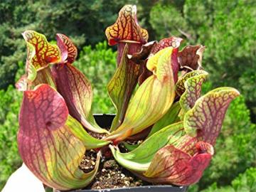 Sarracenia Purpurea Sinek Kapan Tohumu 5 Adet