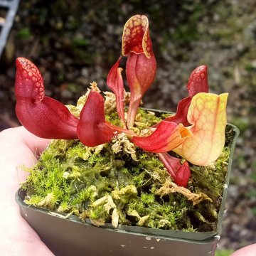 Sarracenia Purpurea Sinek Kapan Tohumu 5 Adet