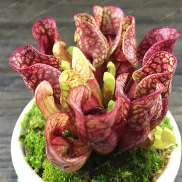 Sarracenia Purpurea Sinek Kapan Tohumu 5 Adet