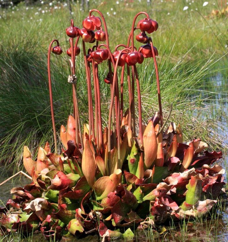 Sarracenia Purpurea Sinek Kapan Tohumu 5 Adet