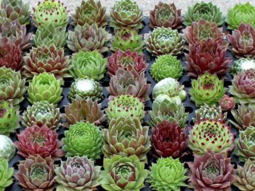 Sukulent Tohumu (Sempervivum Hybridum Mix)