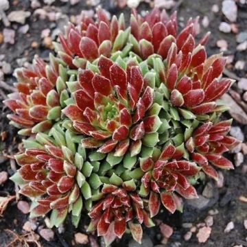 Sukulent Tohumu (Sempervivum Hybridum Mix)