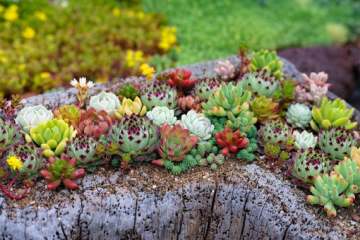 Sukulent Tohumu (Sempervivum Hybridum Mix)