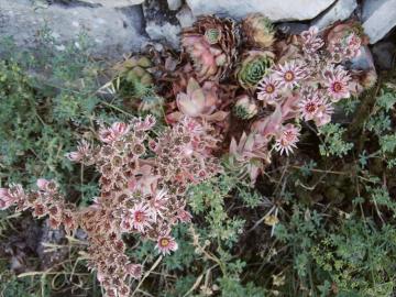 Sukulent Tohumu (Sempervivum Tectorum)