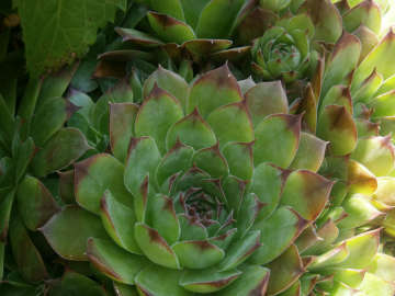 Sukulent Tohumu (Sempervivum Tectorum)