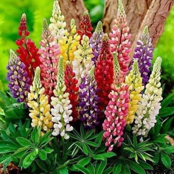 Lupinus Polyphyllus Çiçeği Tohumu