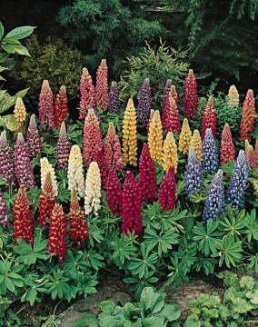 Lupinus Polyphyllus Çiçeği Tohumu