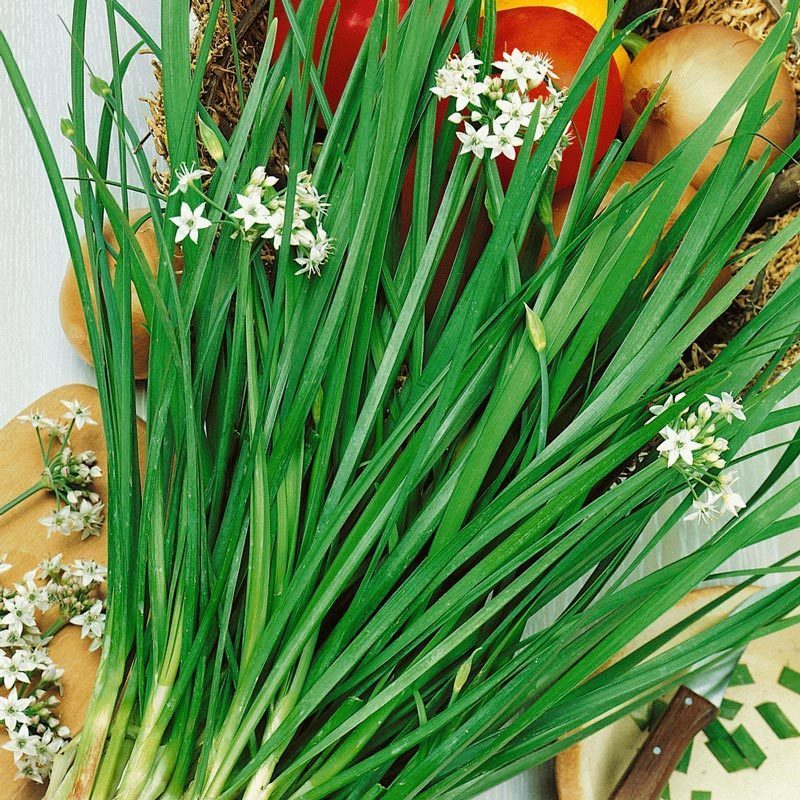 Garlic Chives (Sarımsak Otu) Tohumu