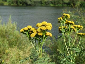 Solucan Otu Tohumu (Tanacetum vulgare) 25 Adet