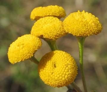 Solucan Otu Tohumu (Tanacetum vulgare) 25 Adet