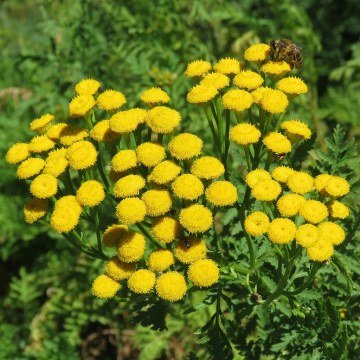 Solucan Otu Tohumu (Tanacetum vulgare) 25 Adet