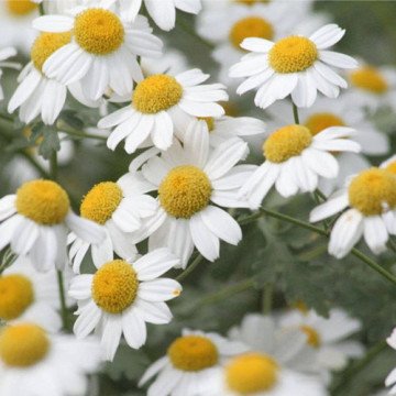 Gümüşdüğme Bitkisi Tohumu (Tanacetum parthenium Feverfew )