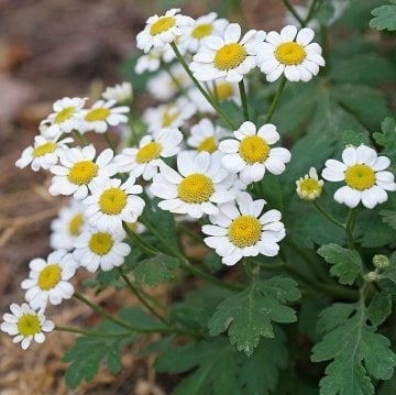 Gümüşdüğme Bitkisi Tohumu (Tanacetum parthenium Feverfew )