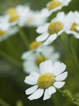 Gümüşdüğme Bitkisi Tohumu (Tanacetum parthenium Feverfew )