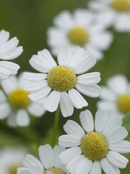 Gümüşdüğme Bitkisi Tohumu (Tanacetum parthenium Feverfew )