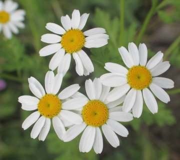 Gümüşdüğme Bitkisi Tohumu (Tanacetum parthenium Feverfew )