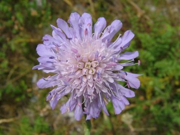 Misk Çiçeği Tohumu (Knautia arvensis)