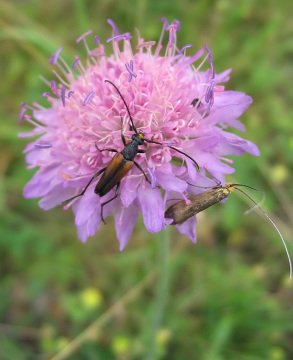 Misk Çiçeği Tohumu (Knautia arvensis)