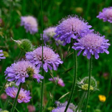 Misk Çiçeği Tohumu (Knautia arvensis)