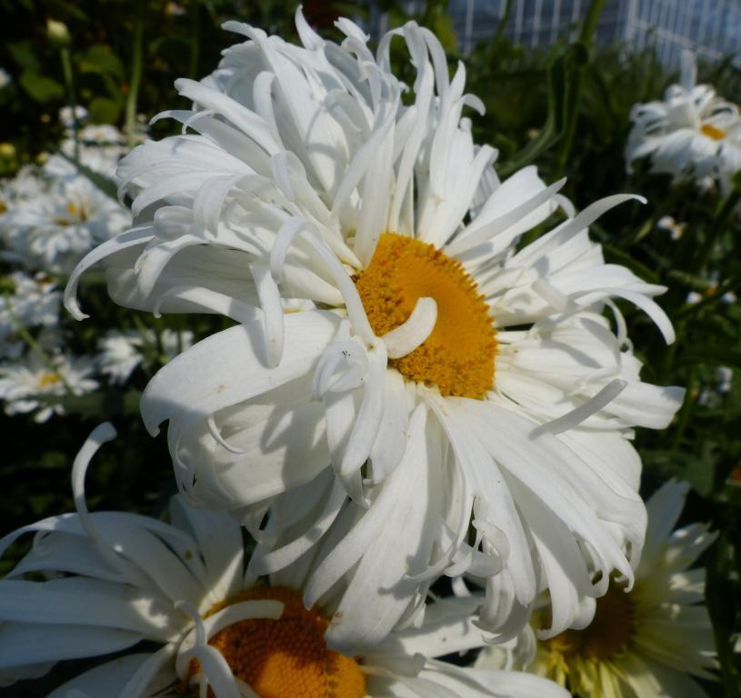 Alman Papatyası Tohumu ( Chrysanthemum leucanthemum maximum )