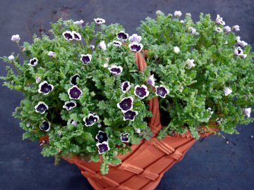 Özlem Çiçeği Tohumu (Nemophila menziesii, 'Penny Black')