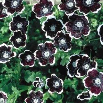 Özlem Çiçeği Tohumu (Nemophila menziesii, 'Penny Black')