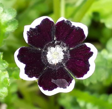 Özlem Çiçeği Tohumu (Nemophila menziesii, 'Penny Black')